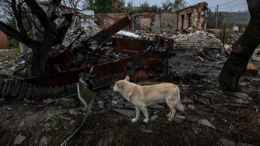 Dấu vết chiến tranh hằn in trên những chú chó sống sót ở Ukraine